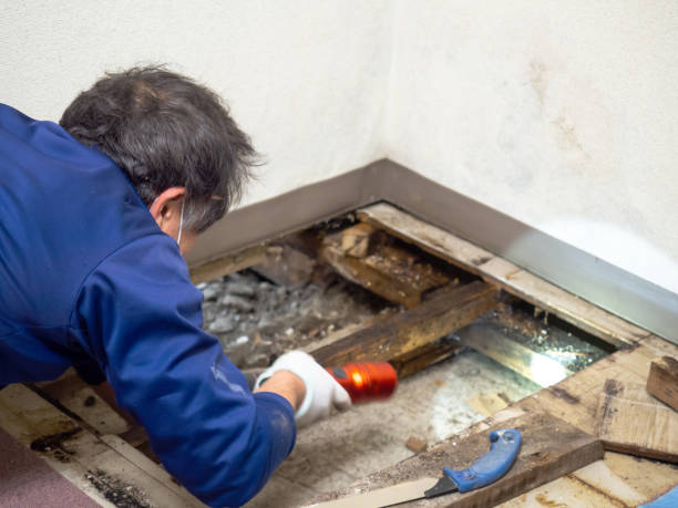 Best Affordable Mold Removal  in Mebane, NC
