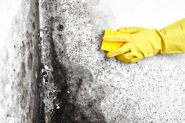 Best Mold Removal Specialists  in Mebane, NC