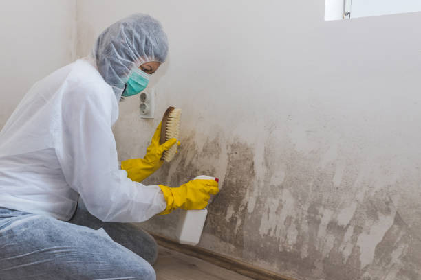 Best Emergency Mold Removal  in Mebane, NC