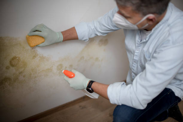 Best Water Damage Restoration  in Mebane, NC