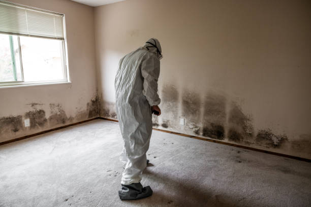 Reliable Mebane, NC Mold Removal Solutions