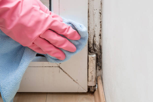 Best Commercial Mold Removal  in Mebane, NC
